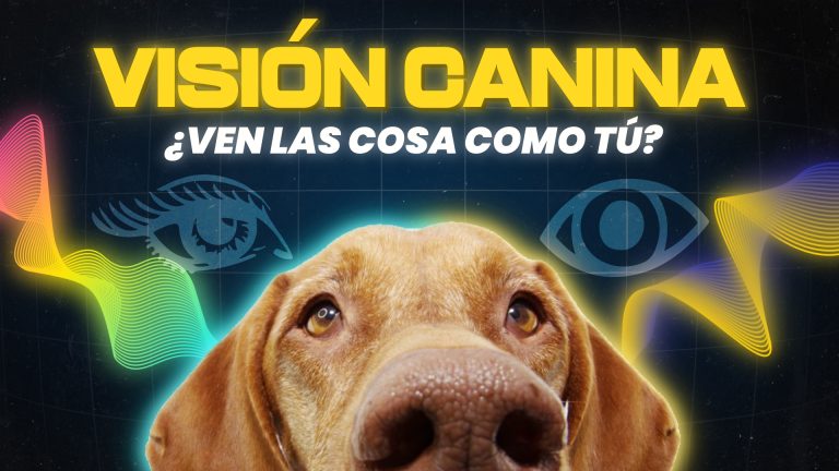 Cómo ven los perros