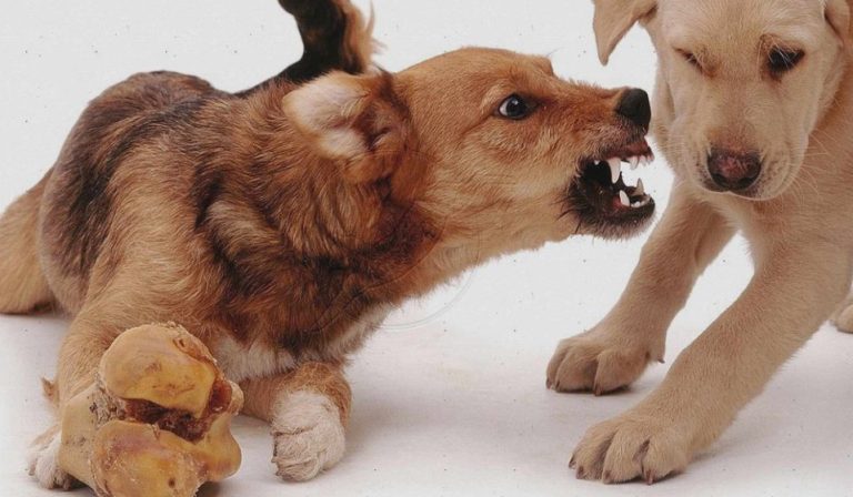 La protección de recursos es una conducta normal en perros