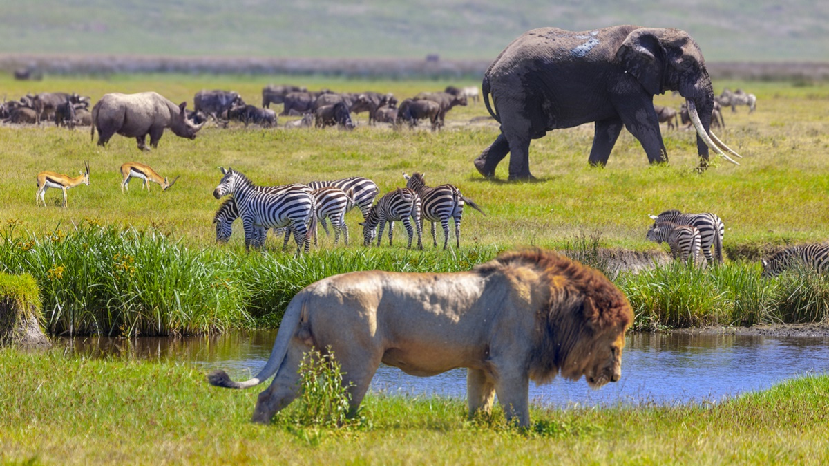 comunicacion entre animales el lenguaje corporal de los animales es su manera de comunicarse