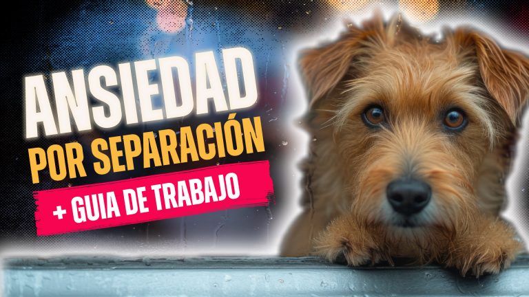 ansiedad por separación en perros