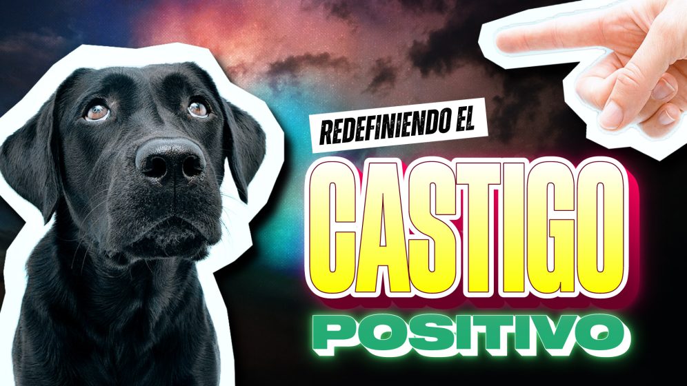 El castigo positivo funciona • Hablando Canino