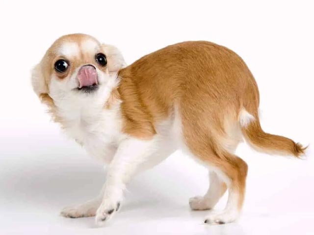 lenguaje-corporal-canino_640x480_2 lenguaje corporal