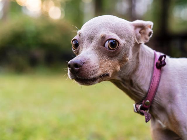 lenguaje-corporal-canino_640x480_3 lenguaje corporal