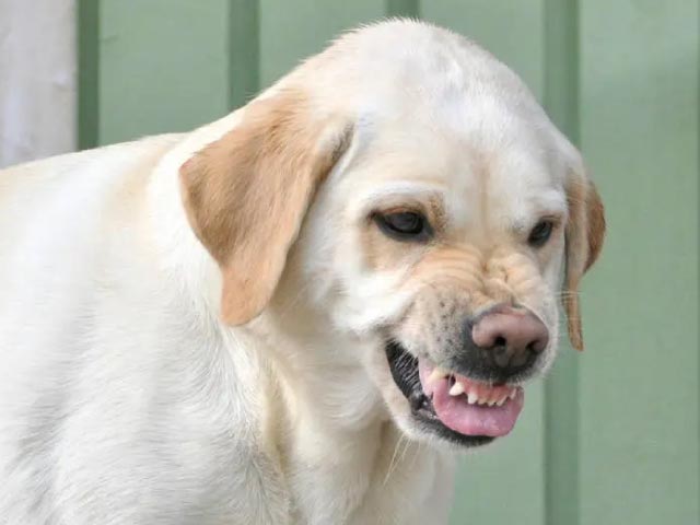 lenguaje-corporal-canino_640x480_4 lenguaje corporal