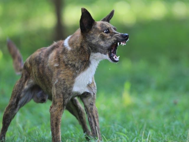 lenguaje-corporal-canino_640x480_6 lenguaje corporal