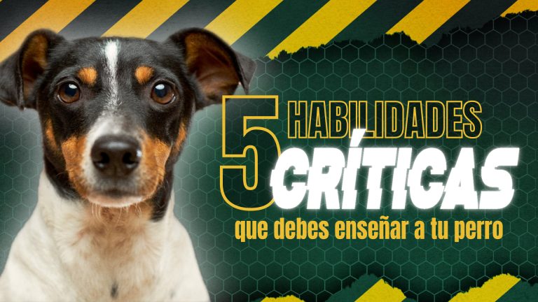 5 habilidades críticas que debes enseñar a tu perro