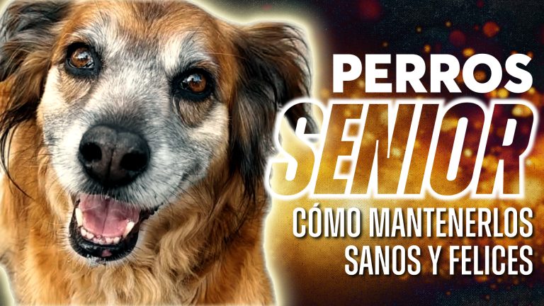 Perros mayores