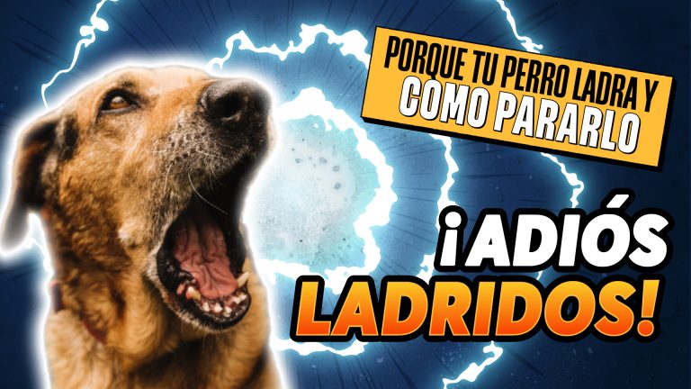Porque tu perro ladra y cómo pararlo