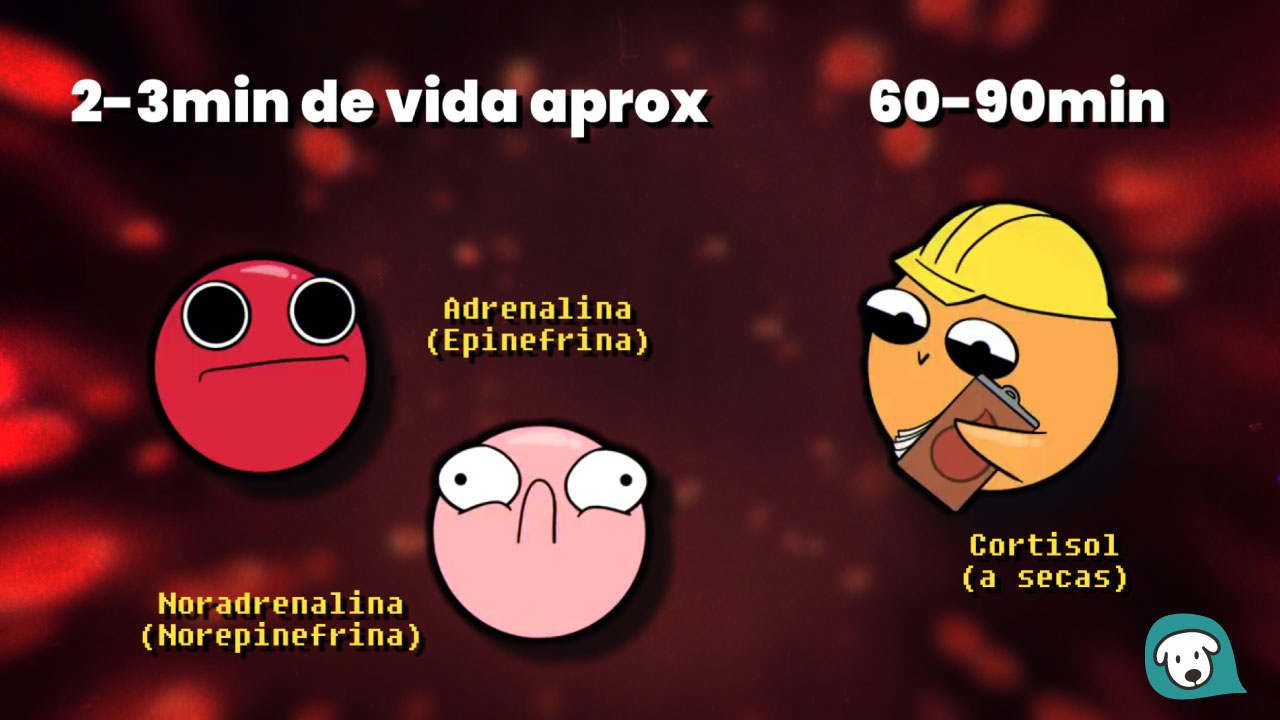 vida media adrenalina vs cortisol