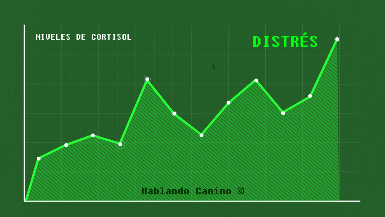 Porque un perro se vuelve agresivo de repente curva cortisol