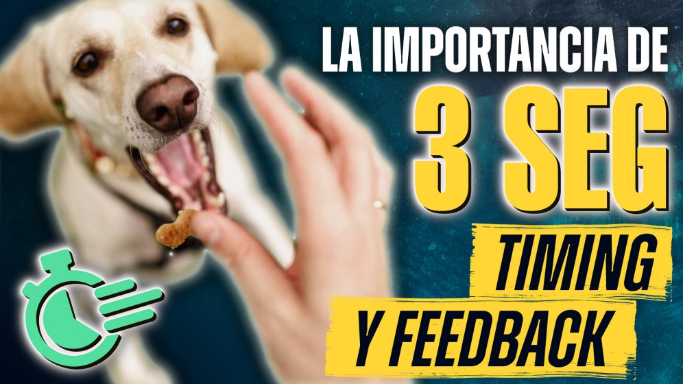 La regla de los 3 segundos en el adiestramiento del perro