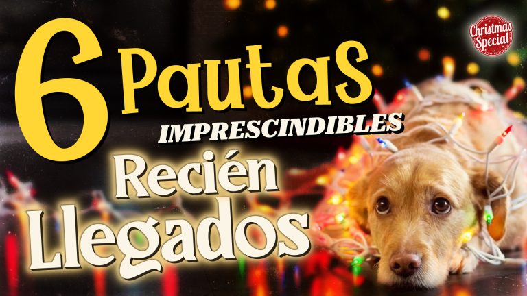el perro adoptado o recién llegado, 6 pautas imprescindibles