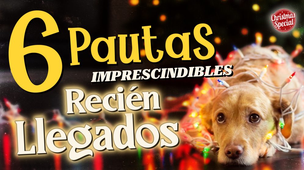 el perro adoptado o recién llegado, 6 pautas imprescindibles