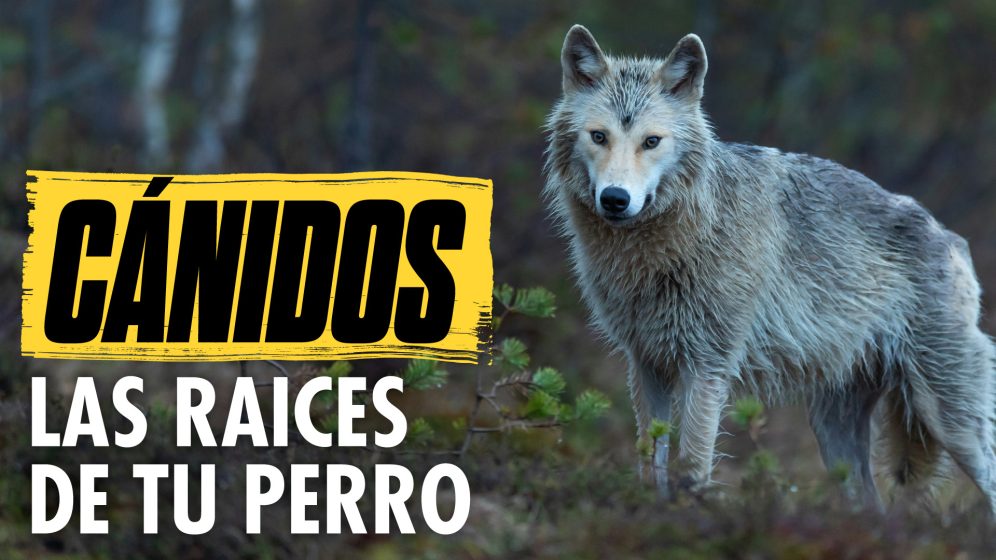 Cánidos: los orígenes salvajes de tu perro