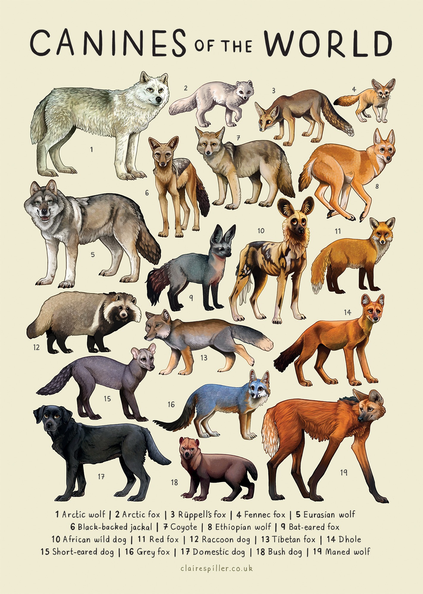 Canids of the World