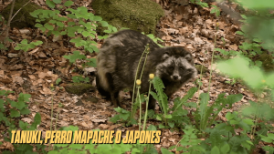 cánidos Sudamérica