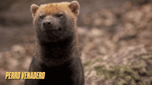 canidos sudamericanos 2