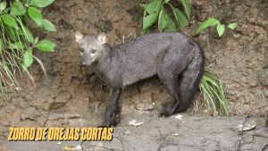 canidos sudamericanos 3