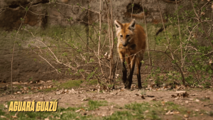 canidos sudamericanos 4