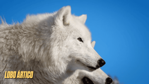 canidos tipo lobo 10