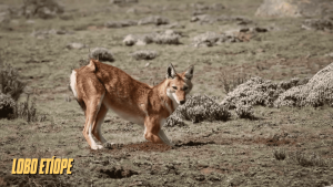 canidos tipo lobo 11