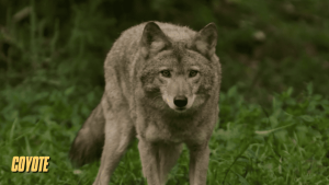 canidos tipo lobo 13