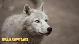 canidos tipo lobo 5