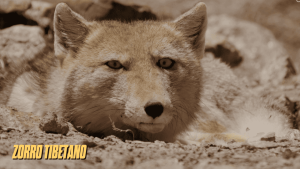 canidos tipo zorro 1