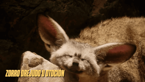 canidos tipo zorro 10