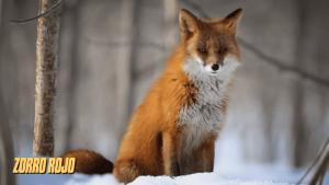 canidos tipo zorro 3