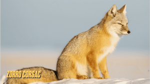 canidos tipo zorro 4
