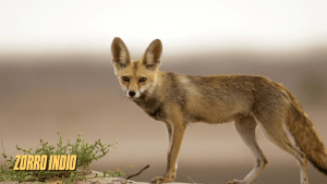 canidos tipo zorro 5