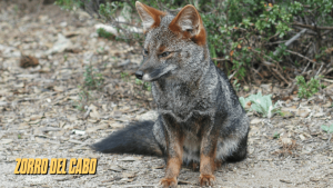 cánidos tipo zorro
