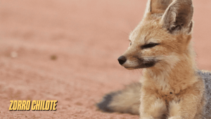 canidos tipo zorro 7