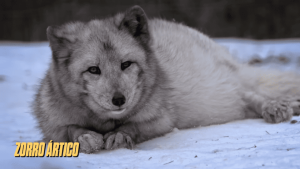 canidos tipo zorro 8