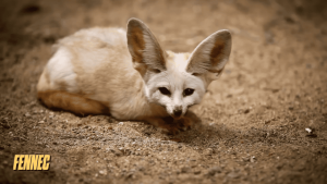 canidos tipo zorro 9