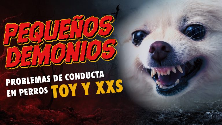 19 PERROS PEQUENOS v6