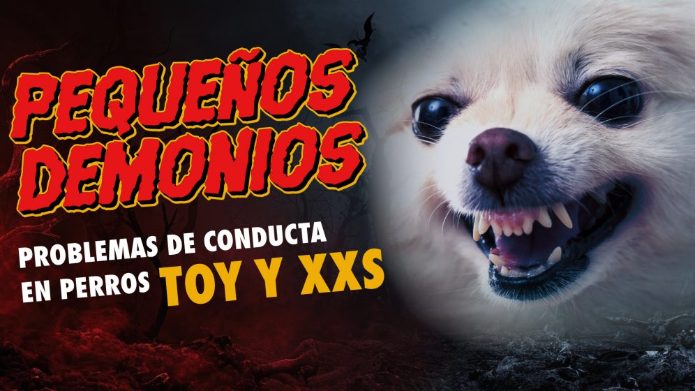 19 PERROS PEQUENOS v6 e1743932275731