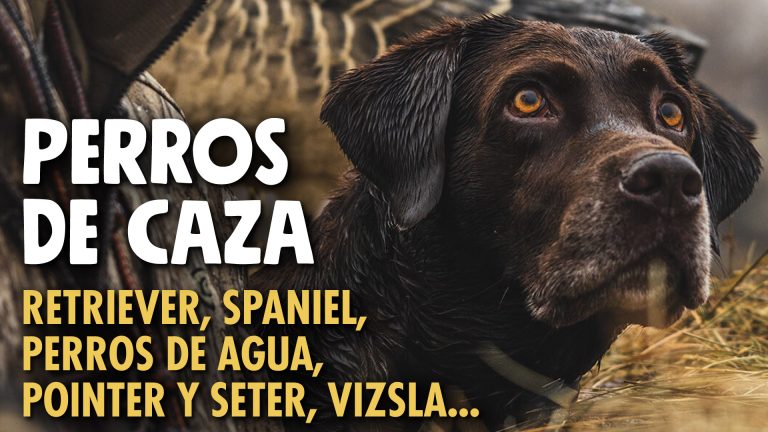 PERROS DE CAZA youtube thumbnail v1