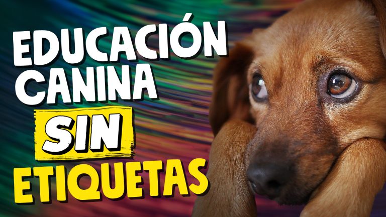 Entrenamiento canino sin etiquetas