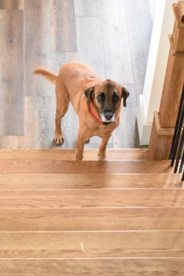 dogs and fear of stairs scaled e1769319620339